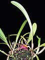 Masdevallia civilis part of plant