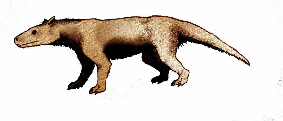 Massetognathus