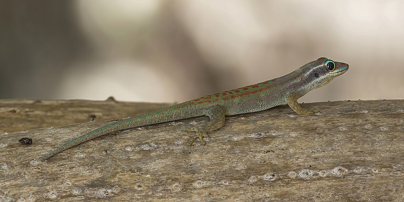 File:Mauritius ornate day gecko (Phelsuma ornata).jpg