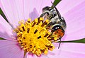 Megachile - Flickr - jeans Photos.jpg