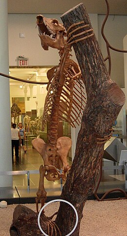 Скелет Megaladapis edwardsi