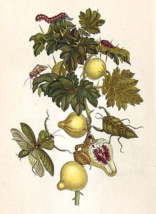 Maria Sibylla Merian: Vivo kaj kariero, Laboro, Verkaro