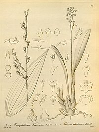 plate 16 I. Mesospinidium warscewiczii II. Cyrtochilum rhodoneurum (as syn. Neodryas rhodoneura)