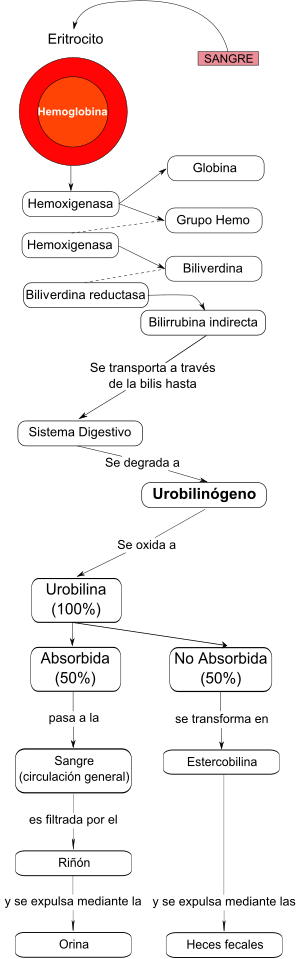 Миниатюра для Файл:Metabolismo de la bilirrubina.svg