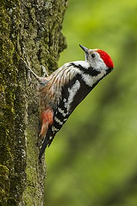 Middle-spotted Woodpecker - HungaryCS4E4424 (16224259449).jpg
