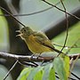 Thumbnail for Ochre-bellied flycatcher