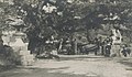 Miyajima in 1913