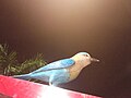 Thumbnail for File:Model of an Indian Roller.jpg