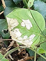 Enchanter's Nightshade.jpg üzerinde Mompha terminella