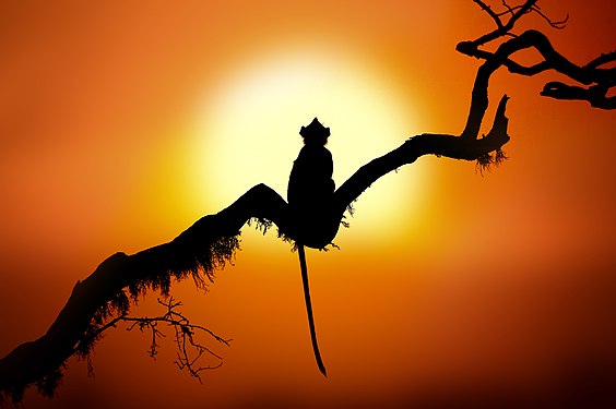 Silhouette of a monkey at Yala National Park. Photograph: Byrdyak
