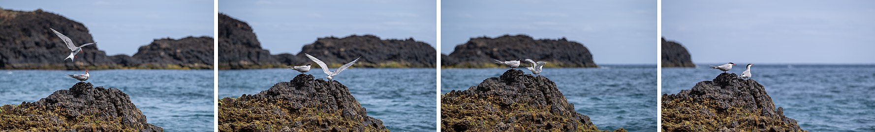 Montage of common terns (Sterna hirundo) near the southern cliffs of Santa Maria, Azores, Portugal