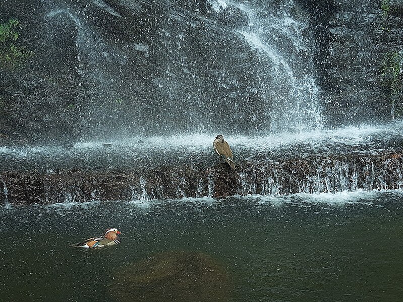 File:Monte Palace Tropical Garden, Madeira, ducks below water curtain.jpg