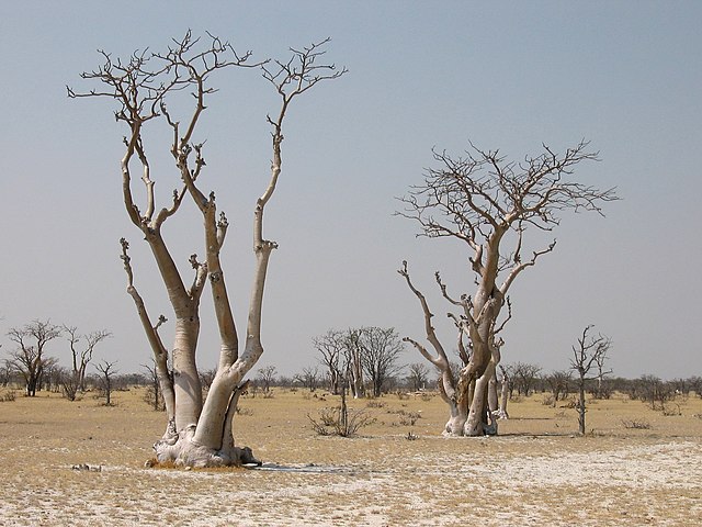 Description de l'image Moringabäume Sprokieswoud Etosha.jpg.