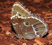 Morpho sp.