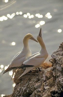 Szula (Morus bassanus)