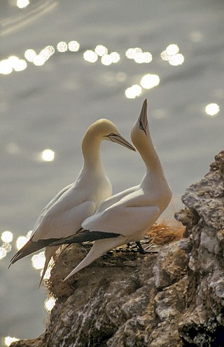 <span class="mw-page-title-main">Gannet</span> Genus of diving seabirds
