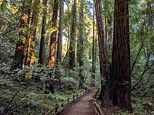 Un bosque de árboles altos.