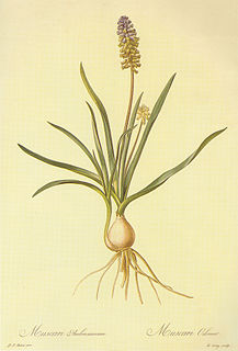 <i>Muscari racemosum</i>