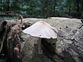 2011-04-01T19:03:44Z : user:Praveenp : File:Mushrooms on fallen coconut tree.jpg