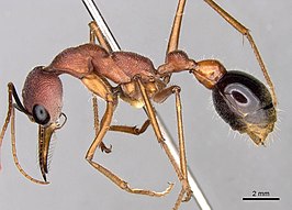 Myrmecia analis