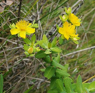 <i>Hypericum myrtifolium</i> Species of flowering plant