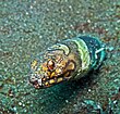 Napoleon snake eel - Ophichthus bonaparti.jpg