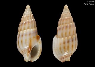 <i>Nassarius lavanonoensis</i> Species of gastropod