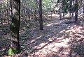 Čeština: Přírodní památka Kosova Hora u stejnojmenné obce, okres Příbram - ČR English: Natural monument Kosova Hora near municipality Kosova Hora, Příbram District in Czech Republi