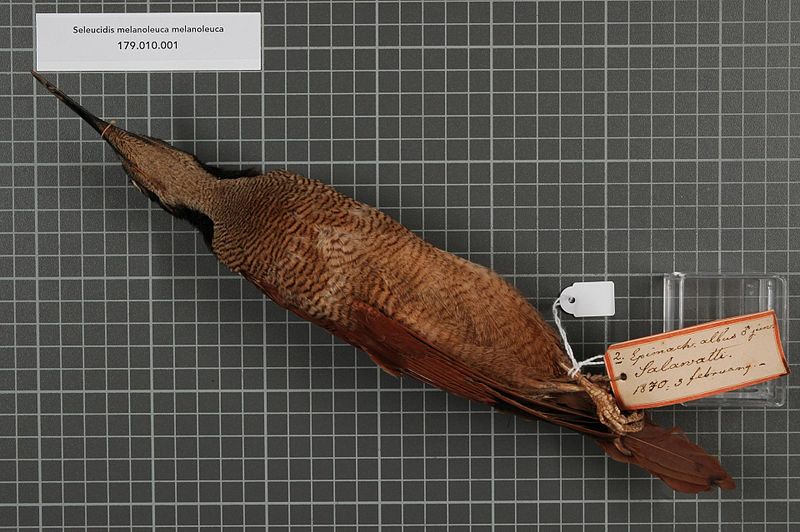 File:Naturalis Biodiversity Center - RMNH.AVES.140648 1 - Seleucidis melanoleuca melanoleuca (Daudin, 1800) - Paradisaeidae - bird skin specimen.jpeg