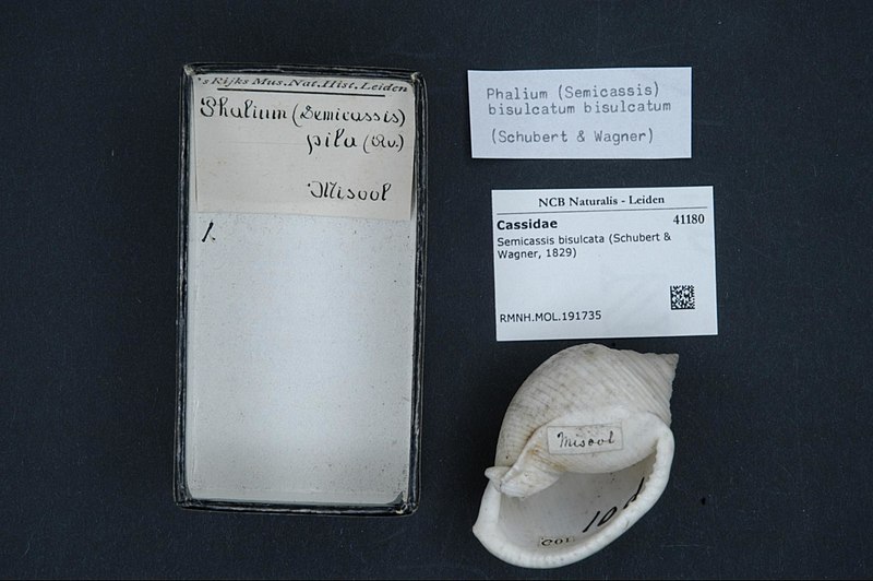 File:Naturalis Biodiversity Center - RMNH.MOL.191735 - Semicassis bisulcata (Schubert & Wagner, 1829) - Cassidae - Mollusc shell.jpeg