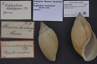 <i>Euglandina sowerbyana</i> Species of gastropod