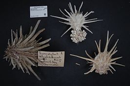 Spondylus victoriae