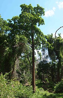 <i>Nauclea orientalis</i> Species of tree