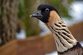 Nene goose at Slimbridge