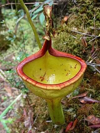 <i>Nepenthes eymae</i> Species of pitcher plant from Sulawesi