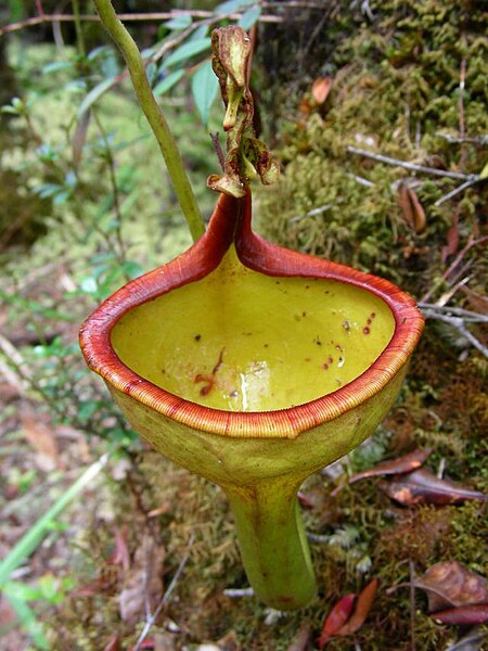 Nepenthes eymae upper pitcher.jpg