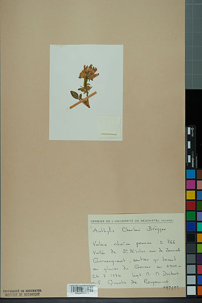 File:Neuchâtel Herbarium - Anthyllis cherleri - NEU000034015.jpg