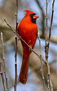 Un cardinal rouge, en Caroline du Nord