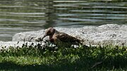 Thumbnail for File:Northern Flicker (Colaptes auratus) - Kitchener, Ontario 01.jpg