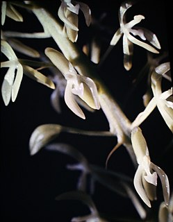 <i>Notylia</i> Genus of orchids