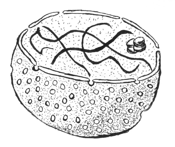 File:Nucleus of a cell (diagram).jpg