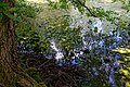 Nuphar lutea native waterlily at Woods Mill, Sussex Wildlife Trust, England 02.jpg