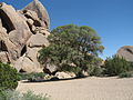 Thumbnail for File:Oak tree; Live Oak picnic area.jpg