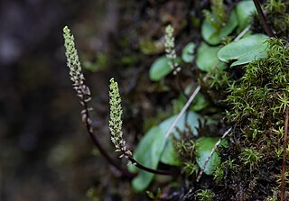 <i>Oberonioides</i> Genus of orchids