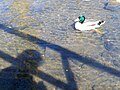 English: A male Mallard Duck (Anas platyrhynchos) in the river in Södra Sandby in Lund Municipality in Skåne County in Sweden, in April 2012. The duck is weirdly coloured, possibly due to human-controlled breeding. Svenska: En hane av fågelarten gräsand ((Anas platyrhynchos) i ån i Södra Sandby i Lunds kommun i Skåne län i Sverige april 2012 . Anden är märkligt ljust färgad, möjligen som följd av avel.