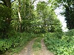 Old Buckenham Fen