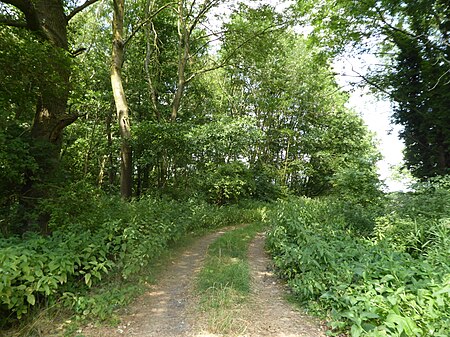 Old Buckenham Fen 6