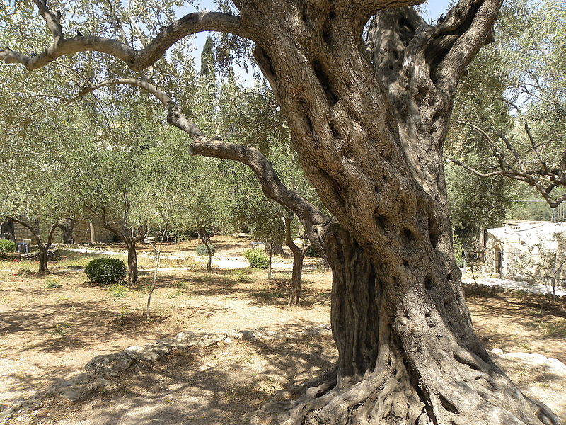 File:Olive trees in the traditional garden of Gethsemane (6409539051).jpg