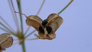 seed pod