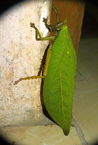 <i>Onomarchus</i> (katydid) Genus of cricket-like animals